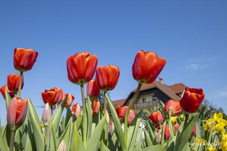 Spomladanska razstava Arboretum Volčji Potok Foto Mateja Račevski-8